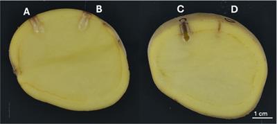 Analysis of soft rot Pectobacteriaceae population diversity in US potato growing regions between 2015 and 2022